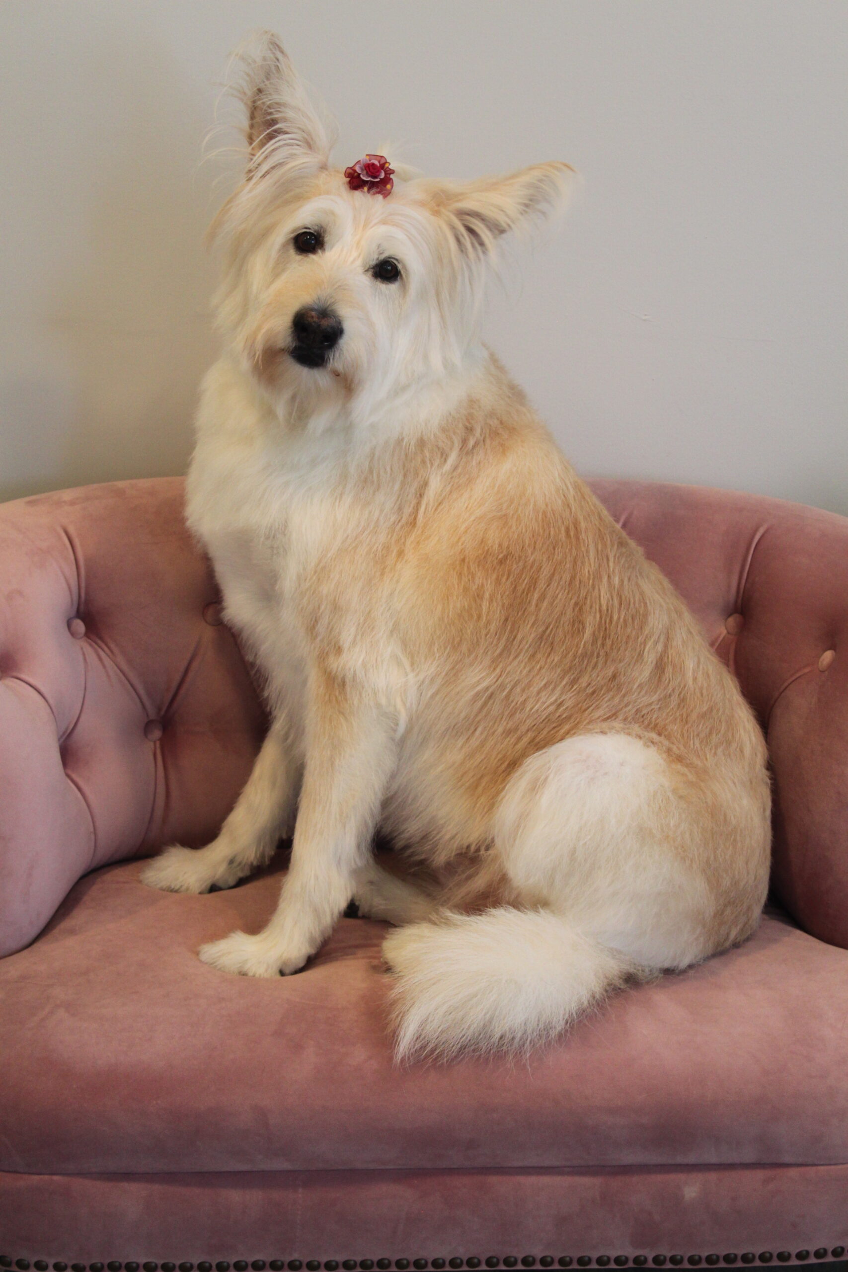 we-are-not-providing-mobile-grooming-services